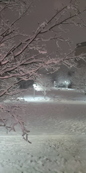 A view of snowy trees at night