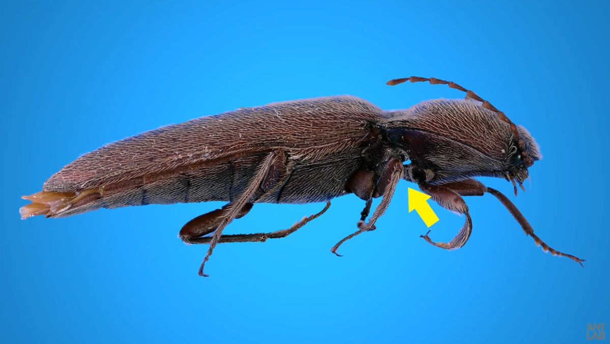 A photo of a click beetle insect