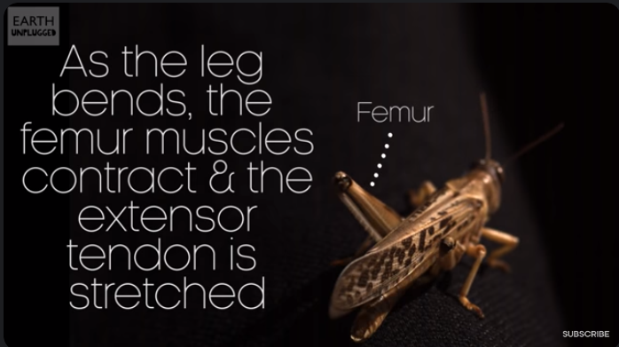 A photo of a grasshopper about to jump in slow motion