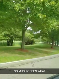 Trees and greenery with a caption that says "SO MUCH GREEN WHAT"