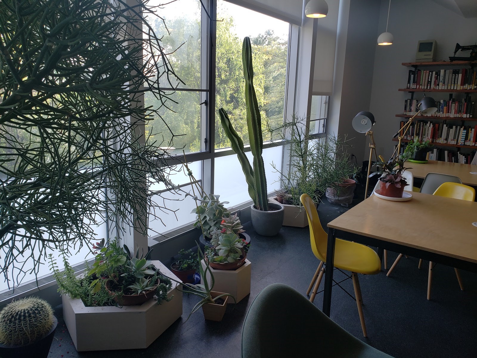 A table in the quiet reading room next to plants.
