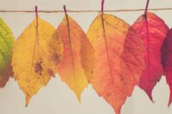 Multicolor autumn leaves hanging on a clothesline.