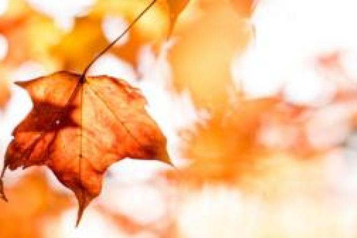 Closeup of an autumn leaf