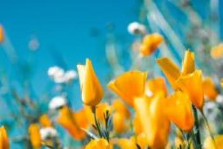 Closeup of yellow flowers against a blue sky.