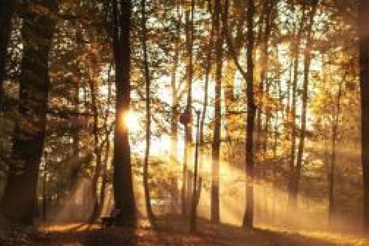 The woods in autumn at dusk.