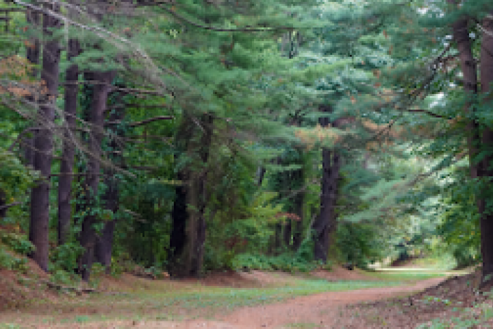 A trail in the forest.