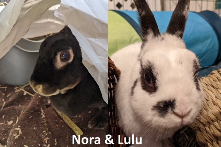 Nora + Lulu, bunny rabbits and partners in chaos. A black and a white house rabbit.