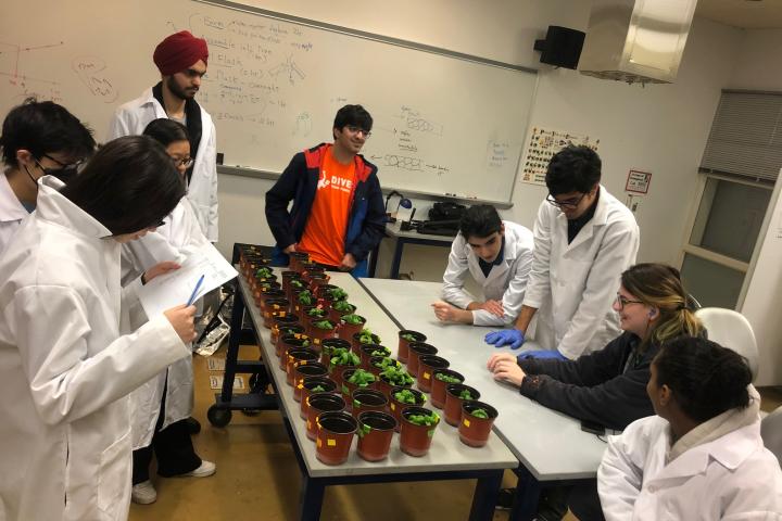 Students in Jean Huang's Biology lab study effectives of compost tea in small planters.