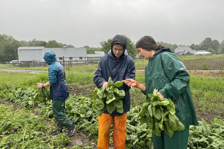 Olin student Eddy learning about the art of spinach harvesting from a partner farmer Aubrey