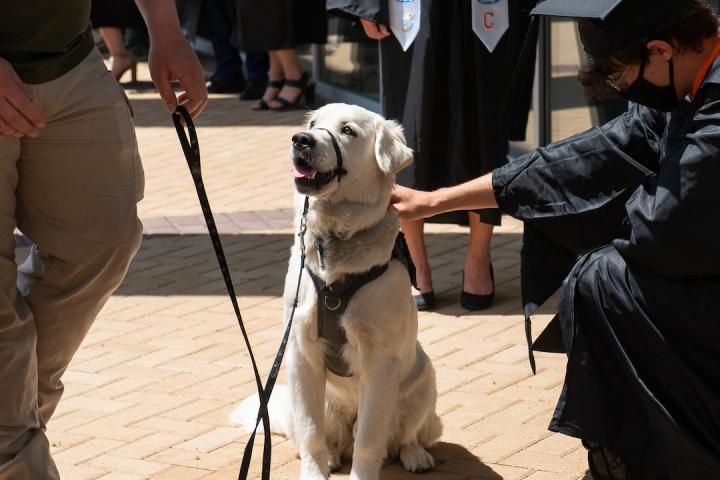 A labrador puppy is seen on Olin's campus during Commencement