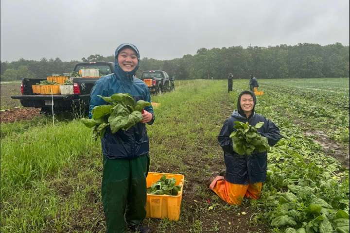 Arianne Fong '27, Eddy Pan '27 Students Arianne Fong '27 and Eddy Pan '27 on a crop field in rain gear, holding harvested leafy greens.