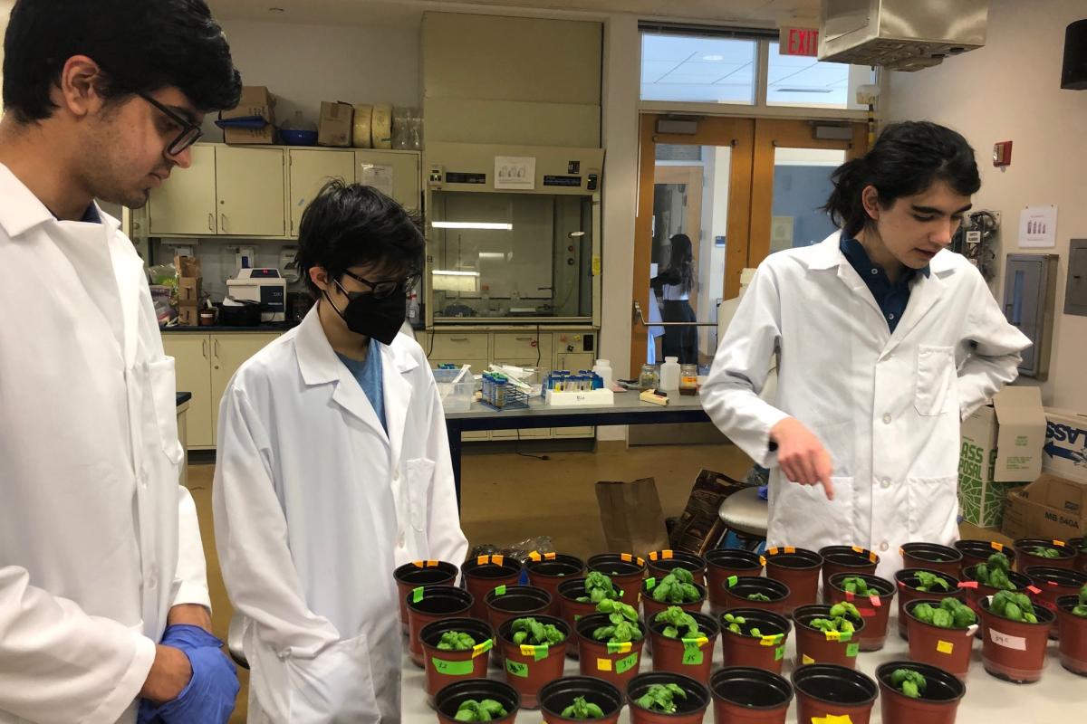 Three students in white lab coats discuss their testing of compost tea in little containers which have green sprouts coming from them. Three students in white lab coats discuss their testing of compost tea in little containers which have green sprouts coming from them.