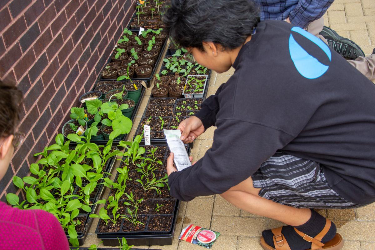 Diana Garcia '25 bends over some potted plants with a seed packet during a recent co-curricular session. A student wearing a dark blue Olin sweatshirt bends over some plants with a seed packet.