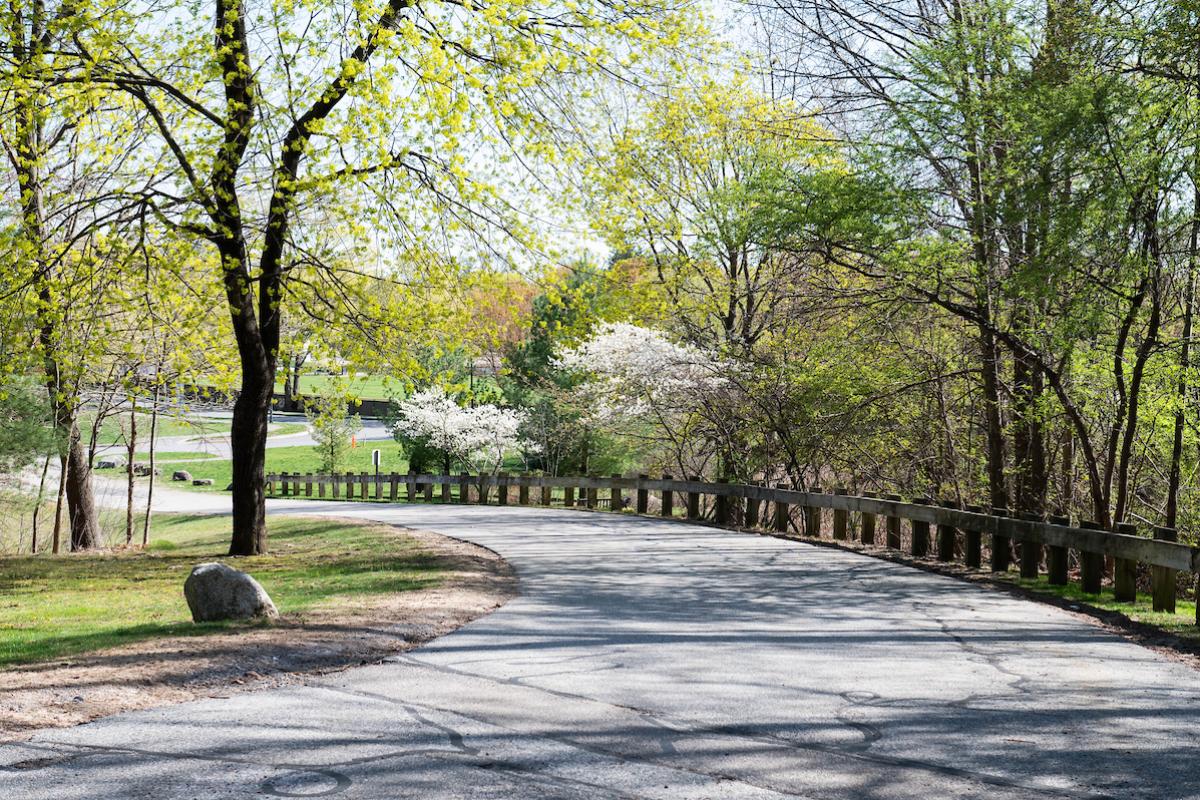 A view of our tree lined drive