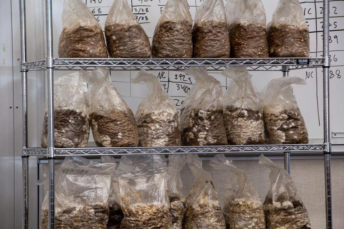 A metal shelf unit full of bagged Lion’s Mane mushrooms. A metal shelf unit full of bagged Lion’s Mane mushrooms.