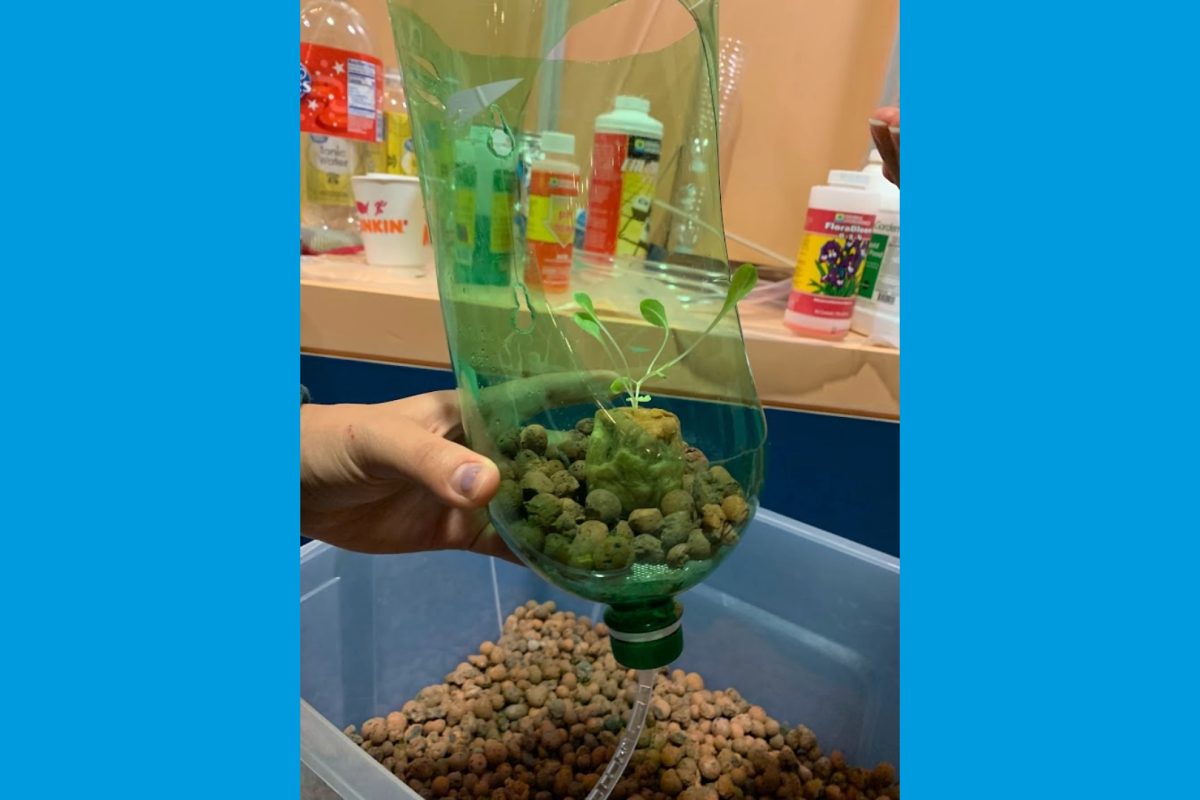 Soda bottle hydroponics. Soda bottle hydroponics.