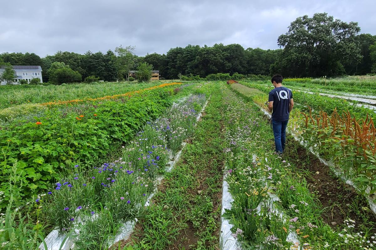 Powisset Farm Summer Research A Massachusetts farm with rows of multiple types of crops produced primarily for direct-to-consumer sales