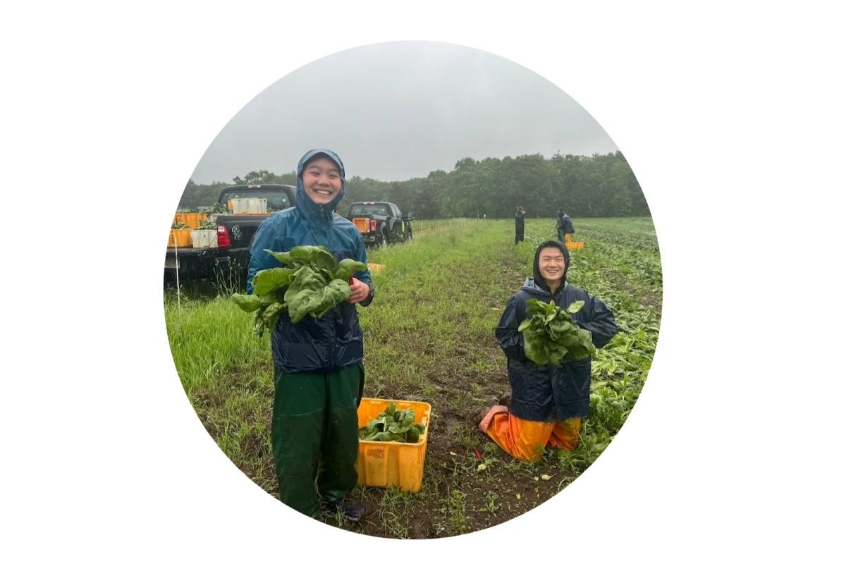 Students Arianne Fong '27 and Eddy Pan '27 on a crop field in rain gear, holding harvested leafy greens.