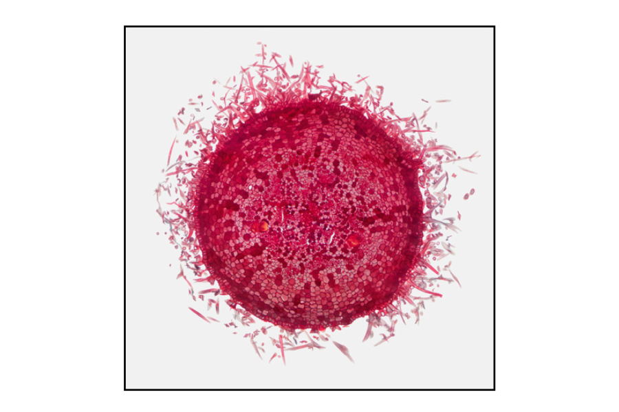 Bill-Scully-Microbotanicals Bill-Scully-Microbotanicals