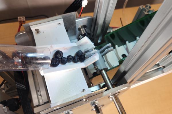 A close-up of the blueberries going through the automated fruit sorting machine.