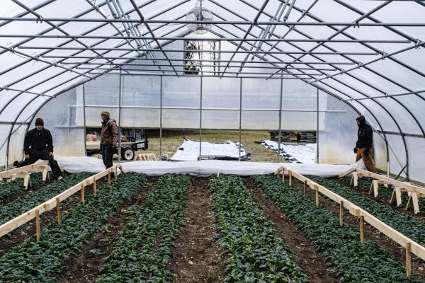 A wide-framed photo with two men on the left side surrounded by green plants. They are standing in a greenhouse tent. 