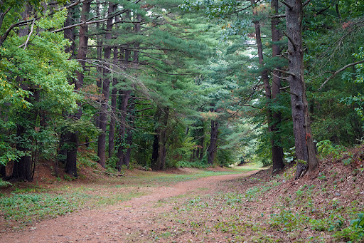 A trail in the forest